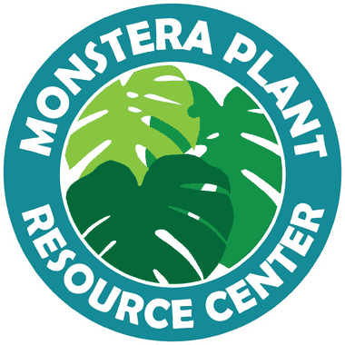 Monstera Dilacerata  Monstera Burle Marx Flame Care Guide