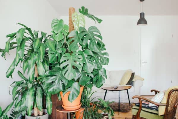 A Houseplant Icon: History of Monstera - Monstera Plant Resource