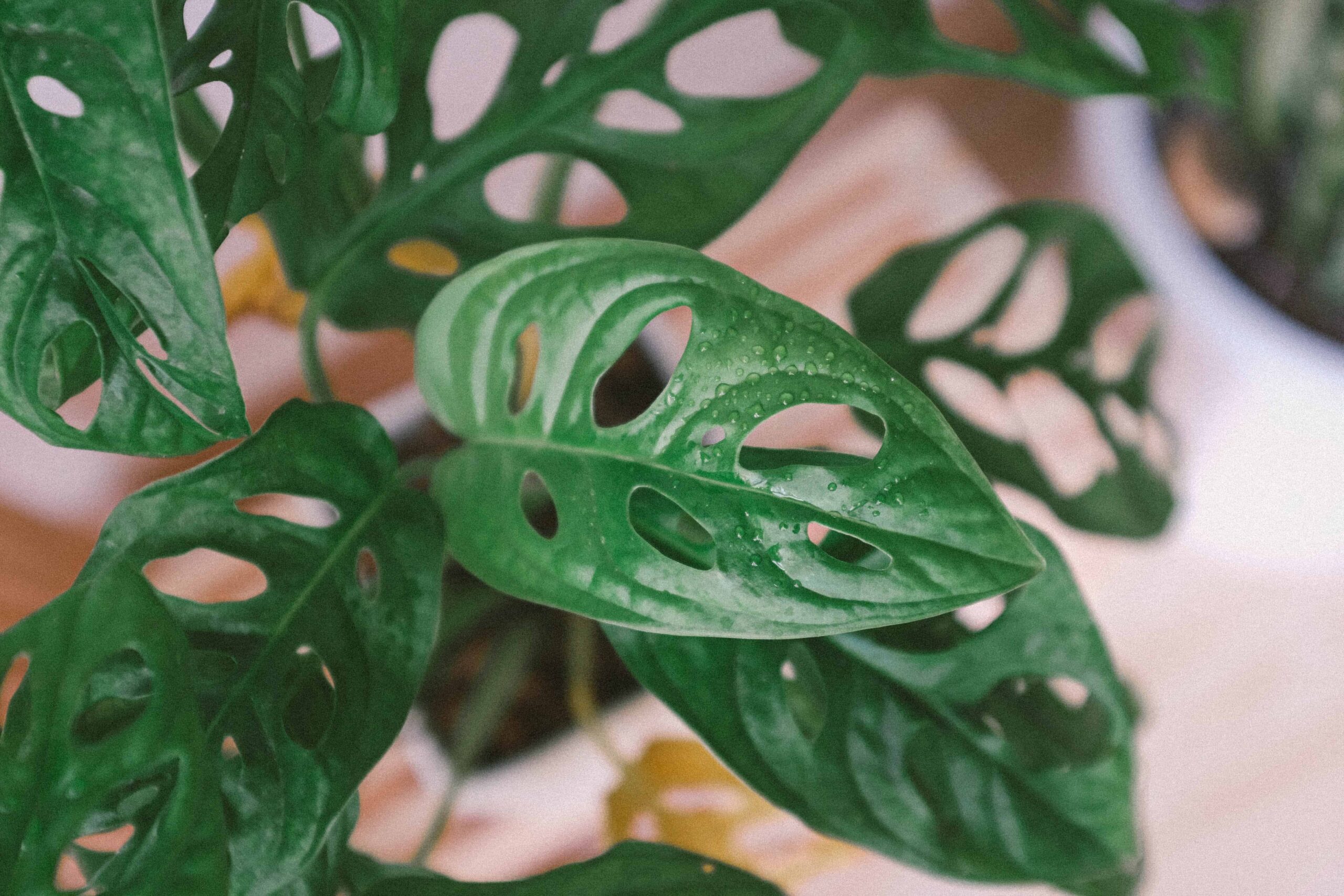 The Differences in Monstera Variegata – Pretty in Green