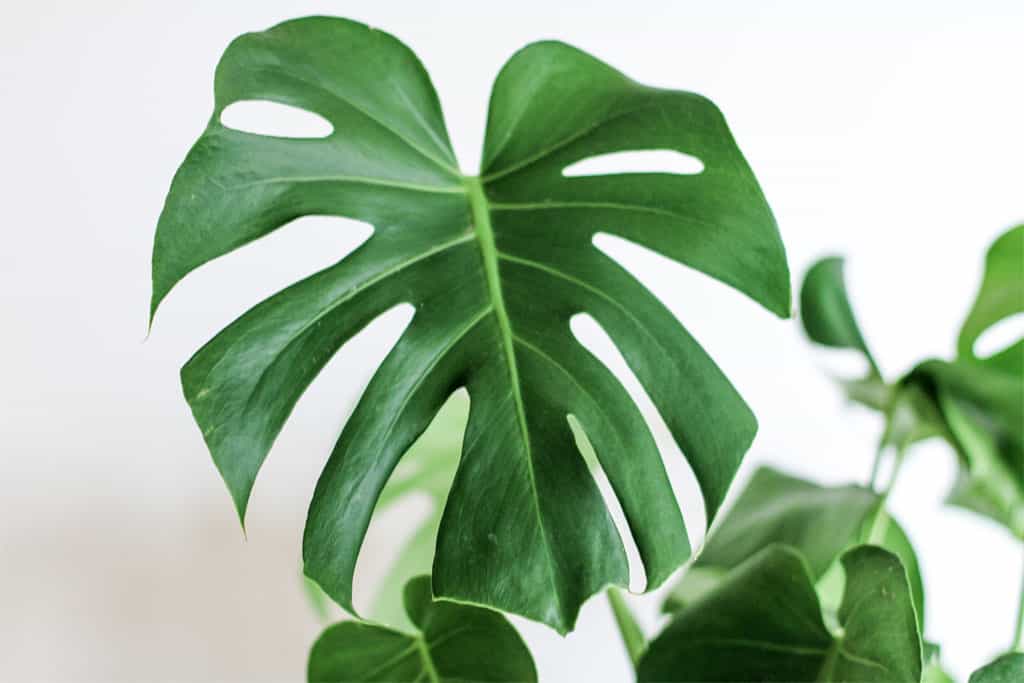 What&#39;s the Difference Between a Monstera and a Split-Leaf Philodendron?