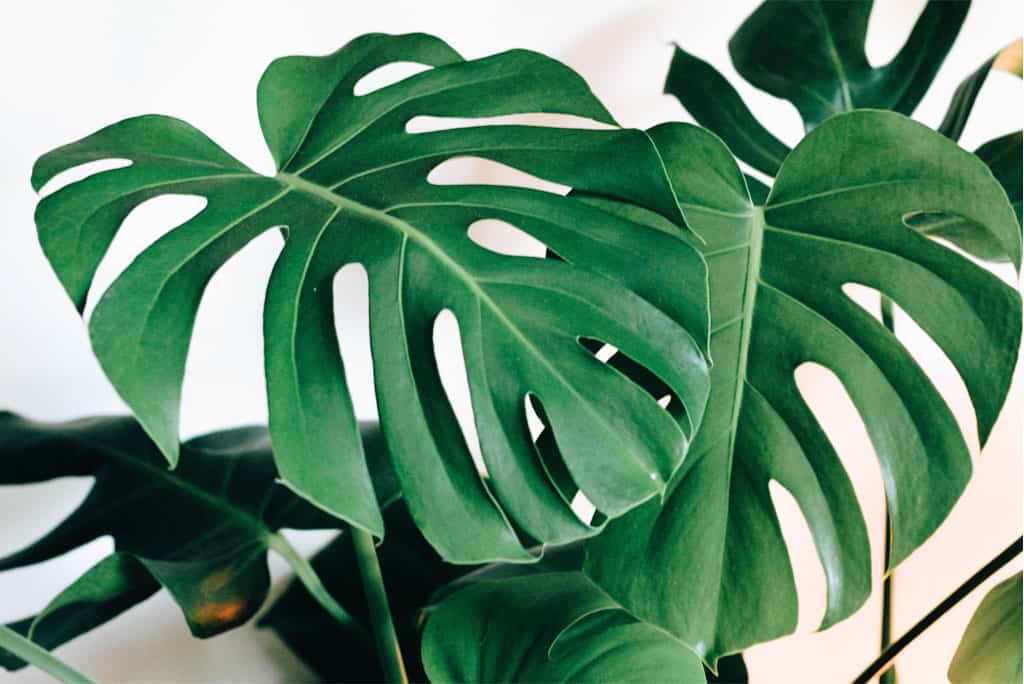 How to Care for a Monstera Indoor Plant - Monstera Plant Resource