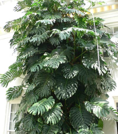 How Much Light Does a Monstera Need? 