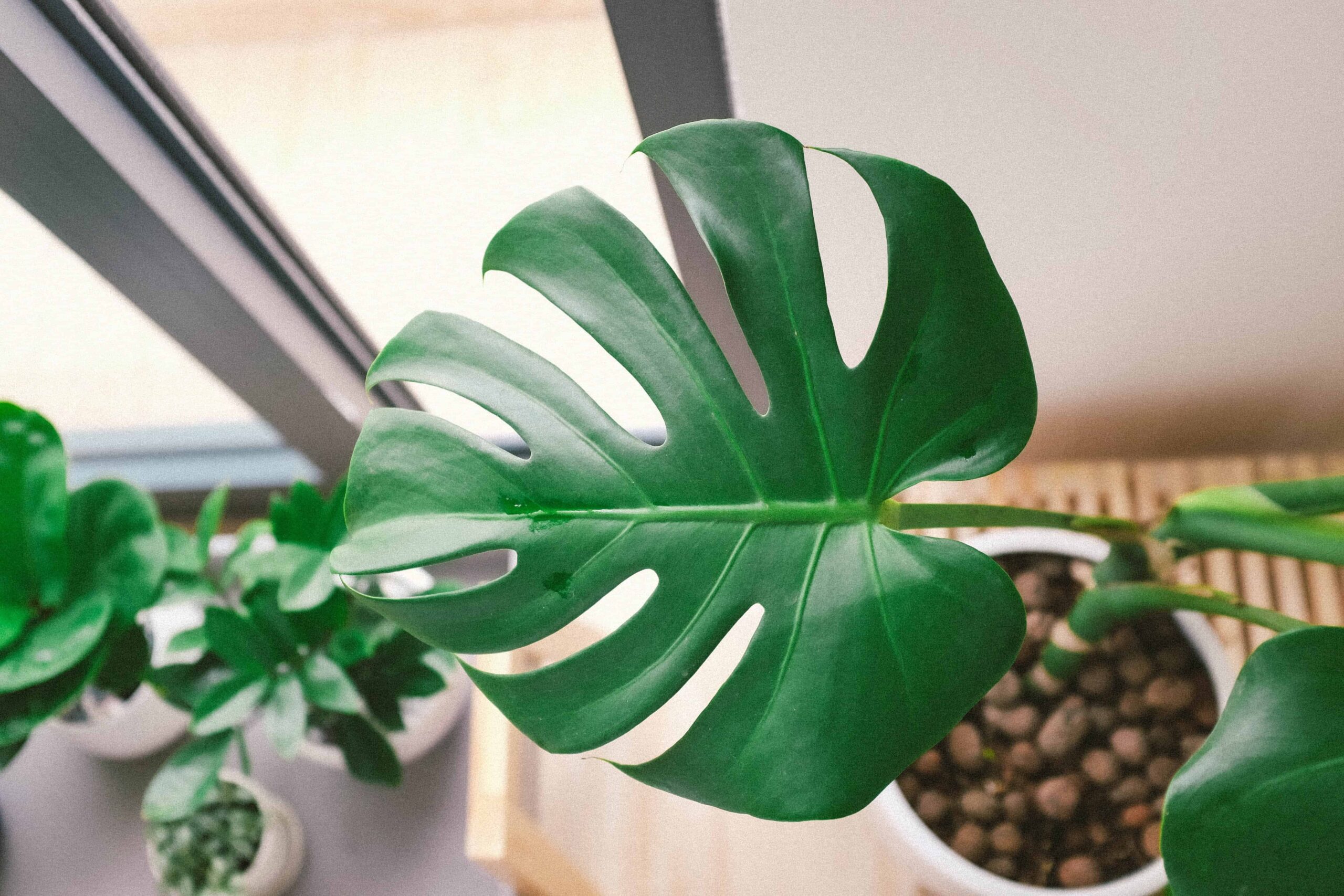 What To Do If Your Monstera Leaves Won t Split Monstera Plant Resource