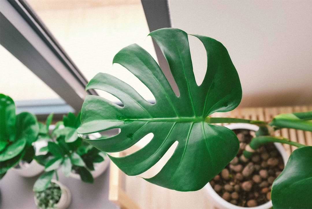 Why Don't Monstera Leaves Split? Uncovering the Hidden Causes