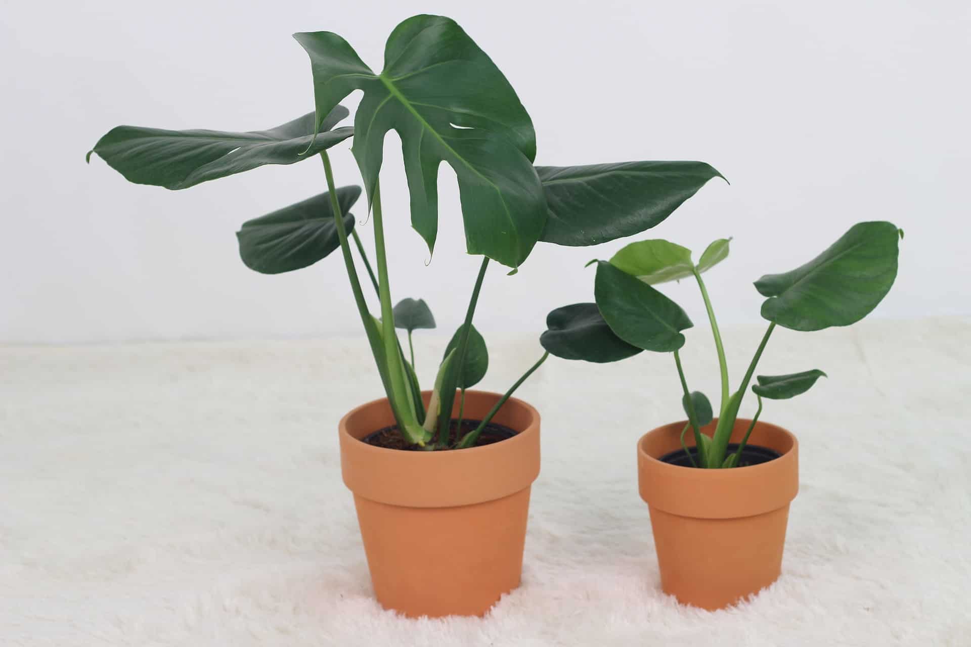 monstera plant light