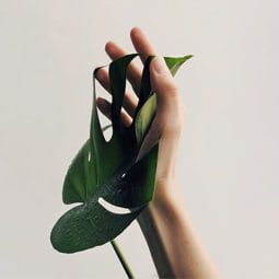 join WIN THIS PLANT!