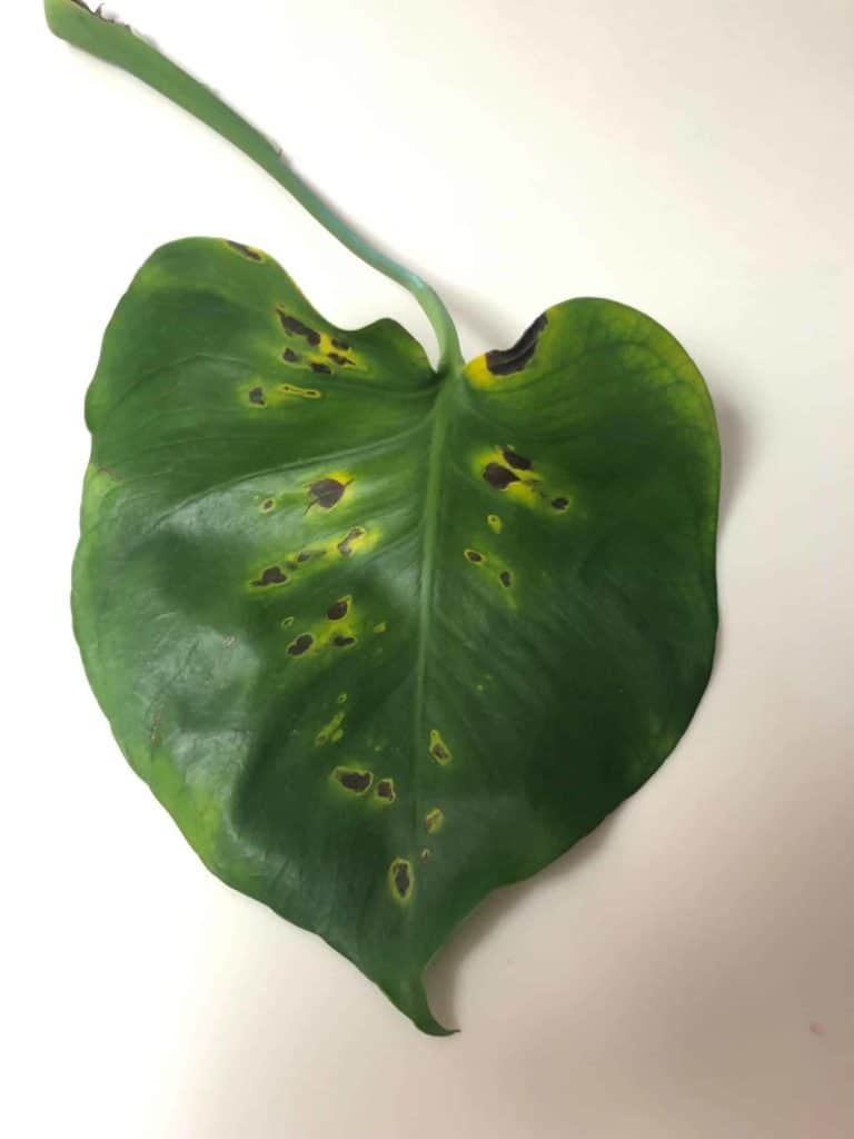how-to-diagnose-and-treat-root-rot-in-monsteras-monstera-plant-resource