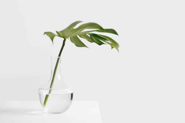 Monstera Care Faq Your Questions Answered Monstera Plant Resource