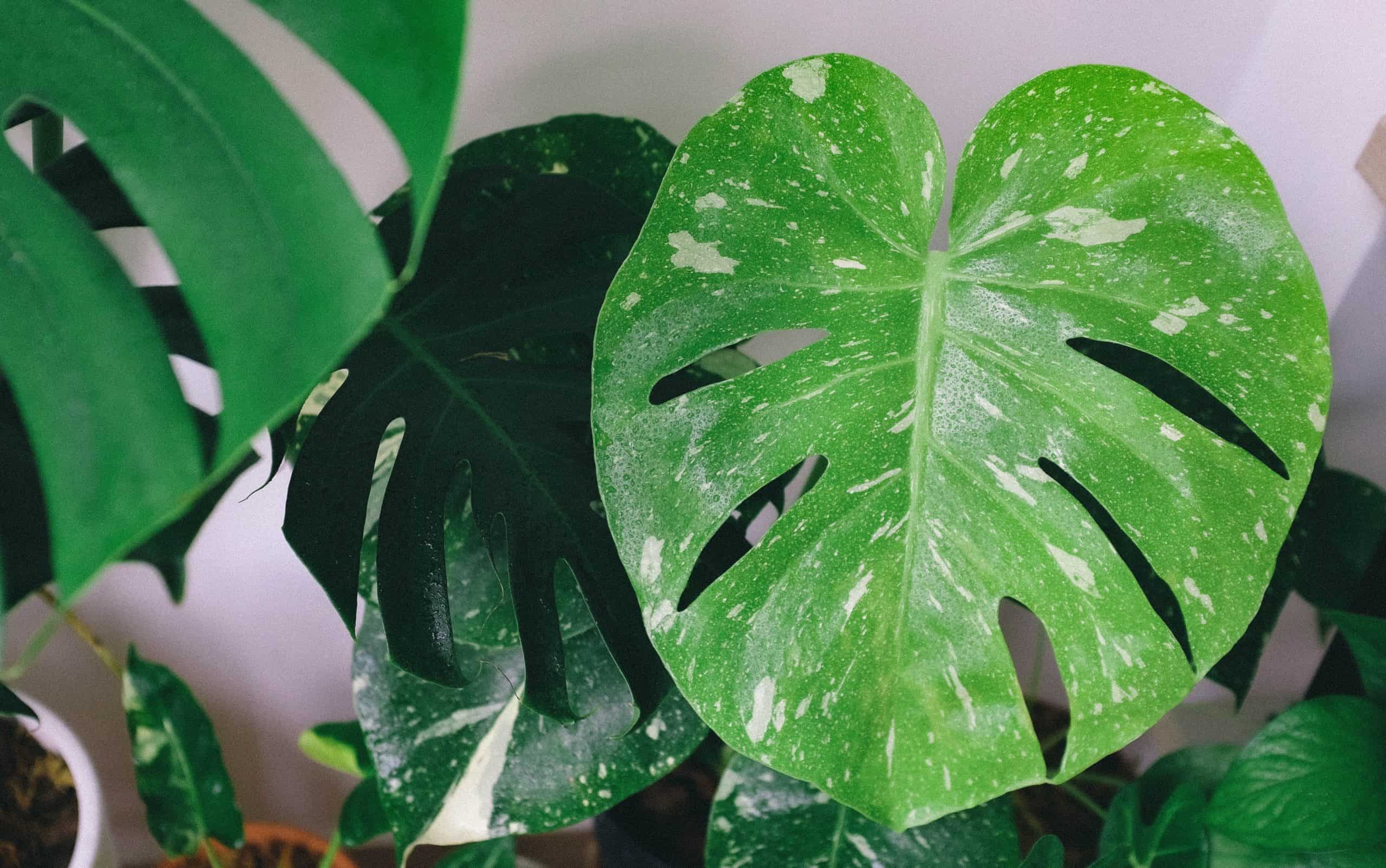The Ultimate Guide To Monstera Leaf Care Monstera Plant Resource