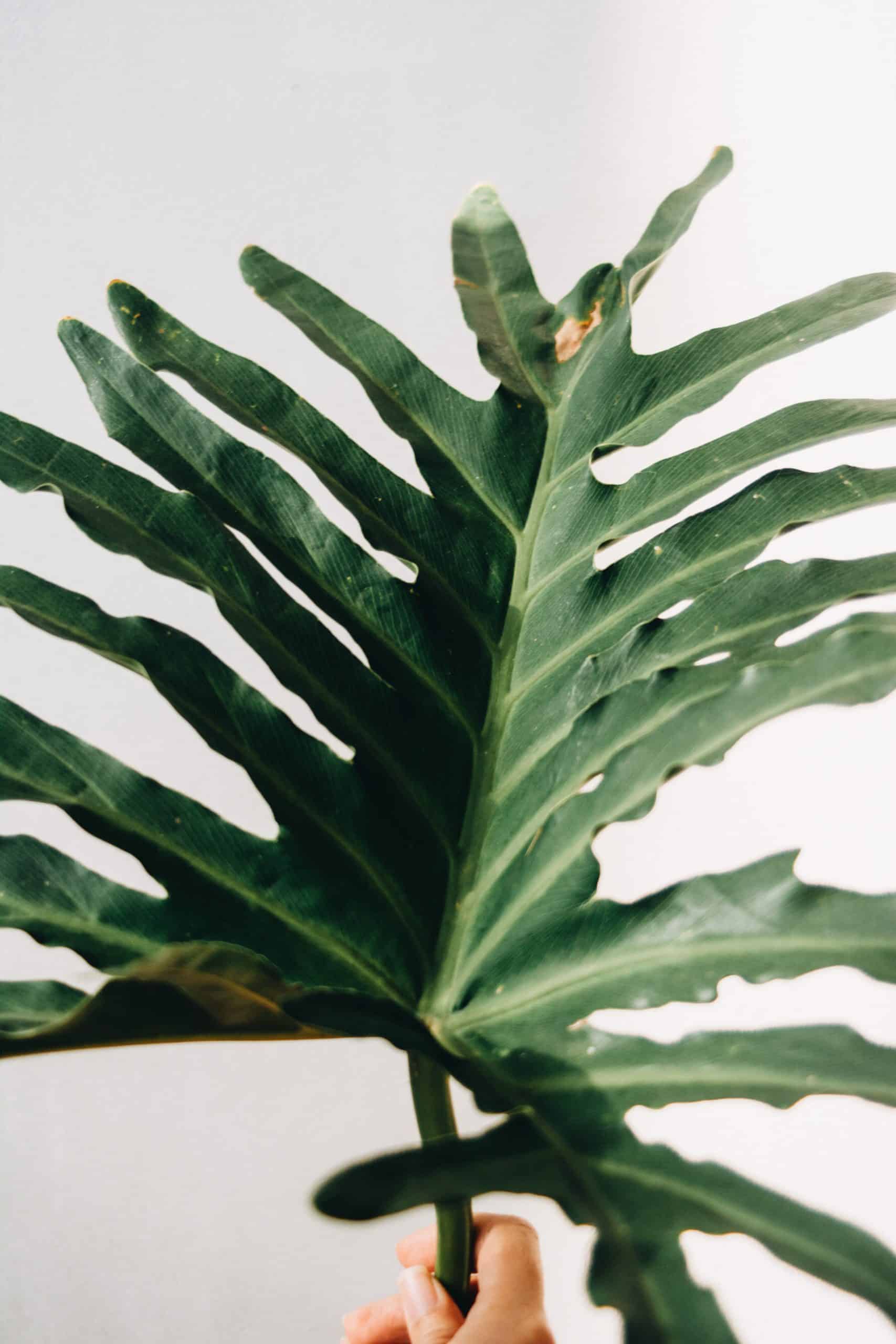 monstera philodendron care