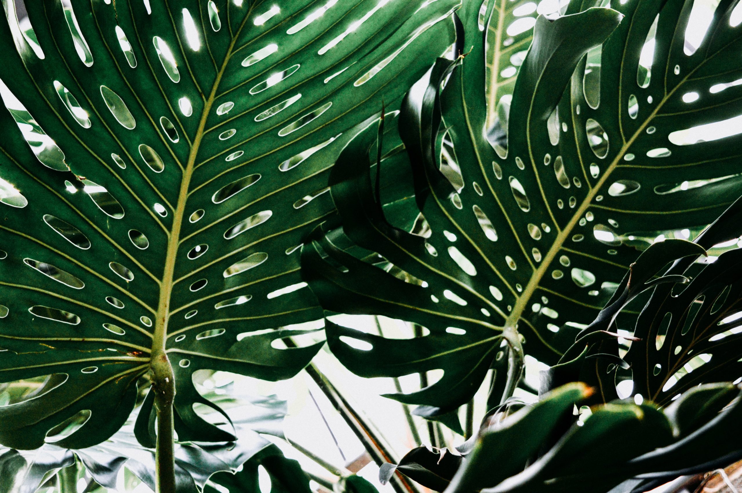 The Easy Way to Protect Your Monstera’s Leaves Monstera Plant Resource