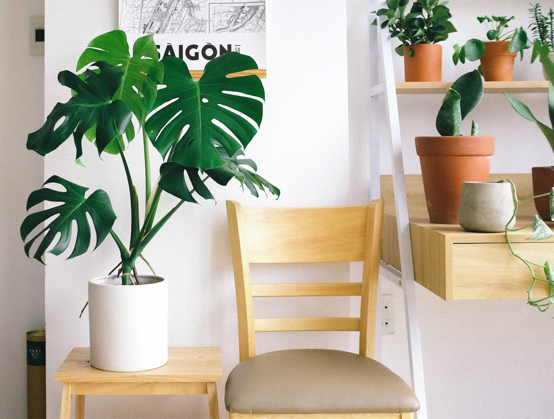 The Ultimate Guide to the Swiss Cheese Plant