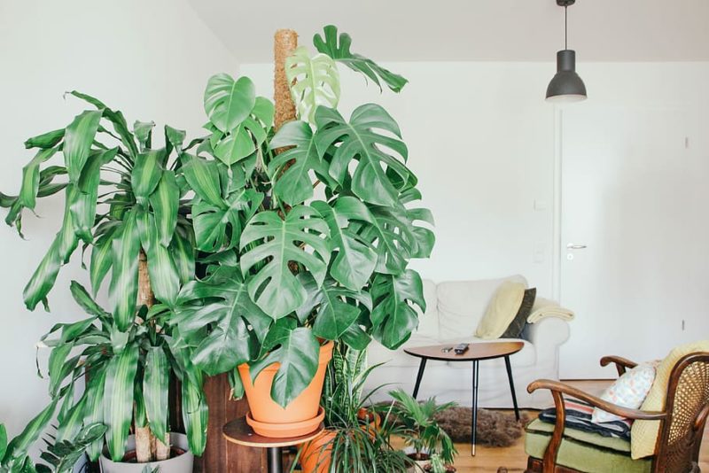 Using Indoor Plant Supports with Monstera Plants Monstera Plant Resource