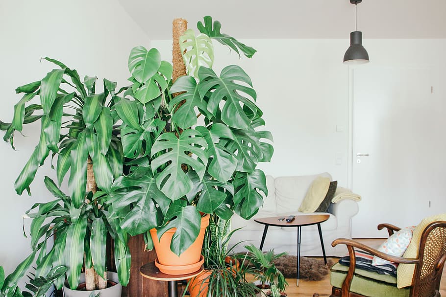 how to train monstera