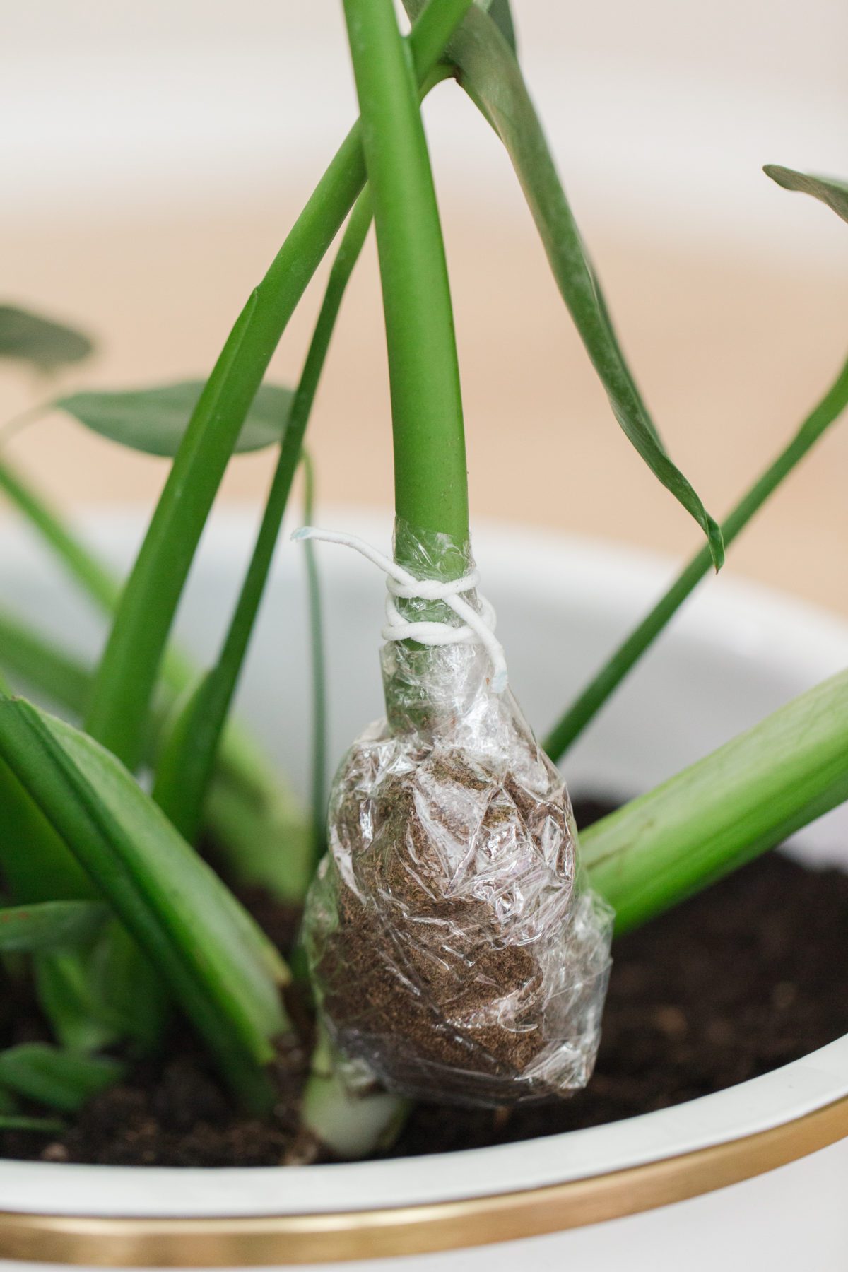 Monstera Propagation Via Air Layering Monstera Plant Resource