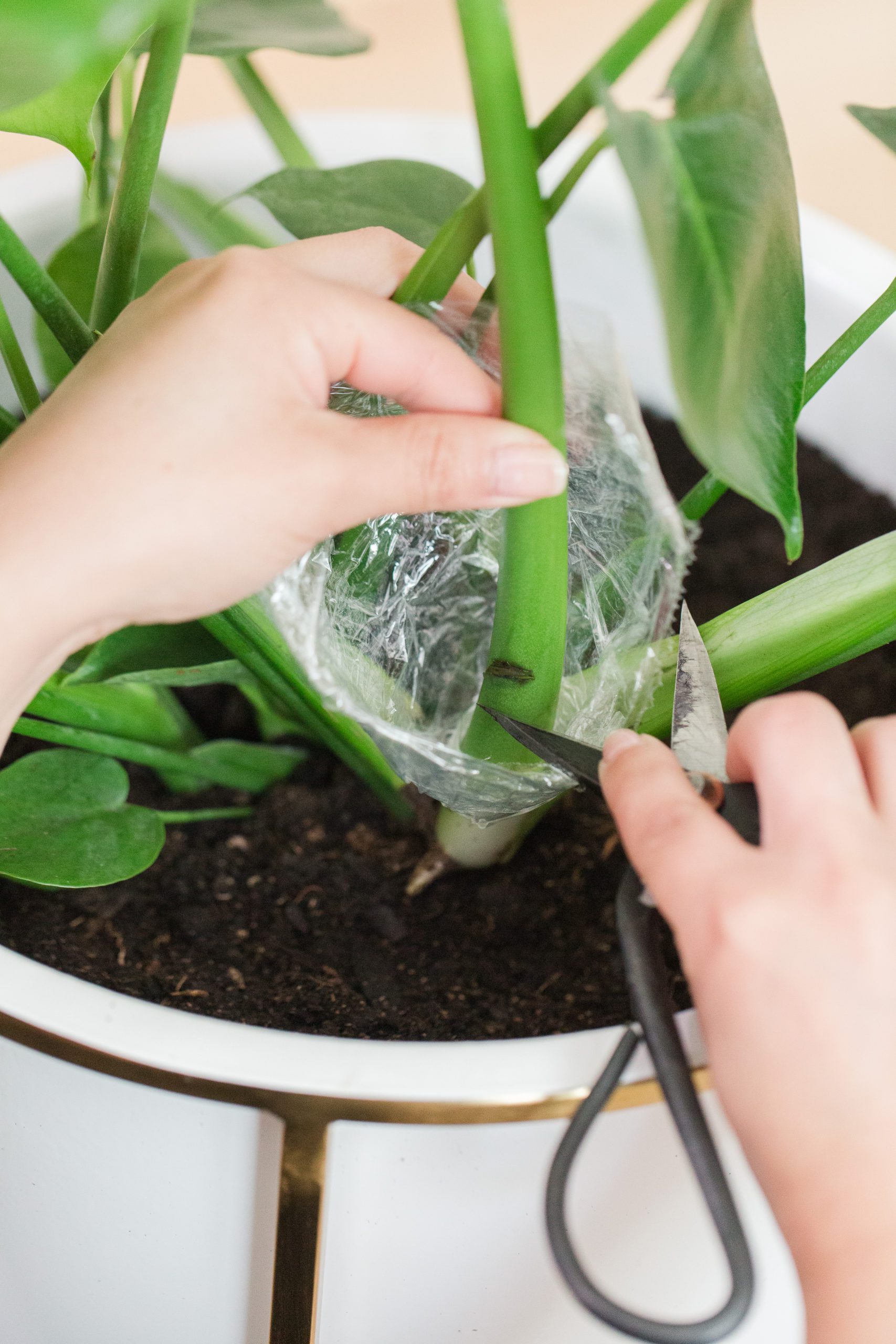 split leaf philodendron roots