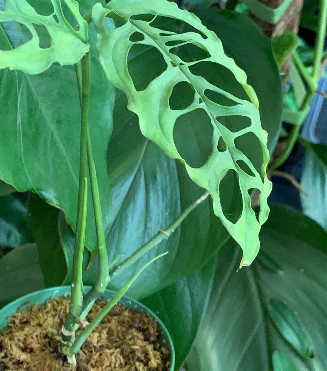 Monstera Obliqua Varieties