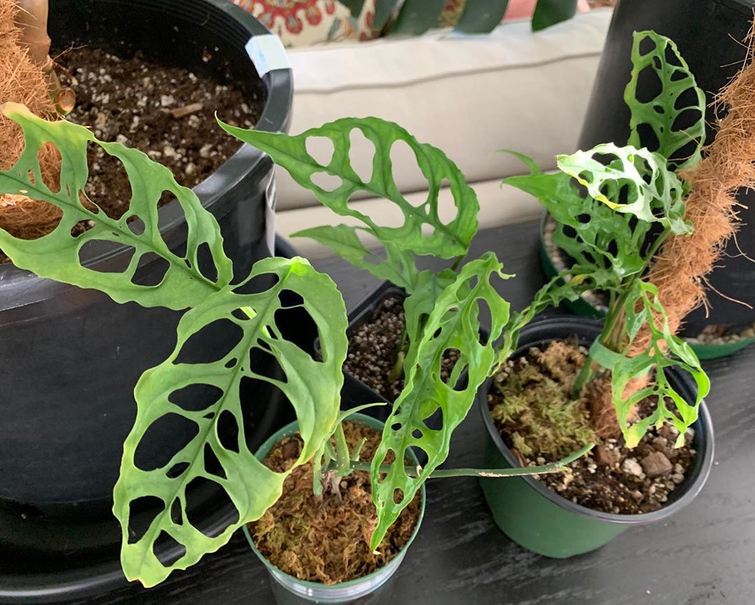 Monstera Obliqua: Tips for Buying and Caring for This Ultra-Rare Monstera  Variety - Monstera Plant Resource