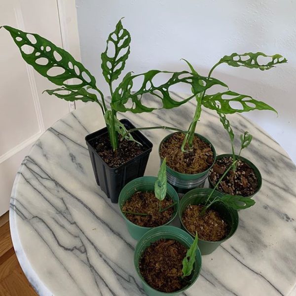 Monstera Obliqua Tips for Buying and Caring for This UltraRare