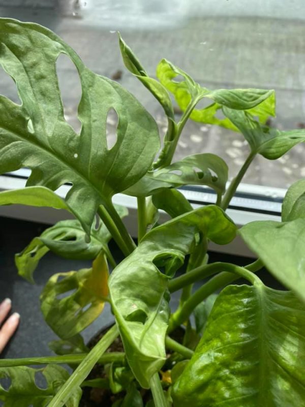 What is Monstera Mosaic Disease? Monstera Plant Resource