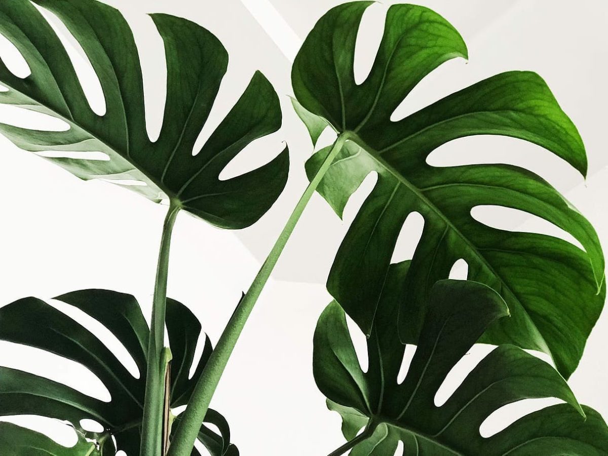Should You Bottom Water a Monstera Plant? Monstera Plant Resource