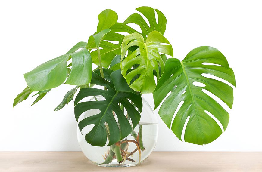 How to Grow Monstera Plants with Hydroponics Monstera