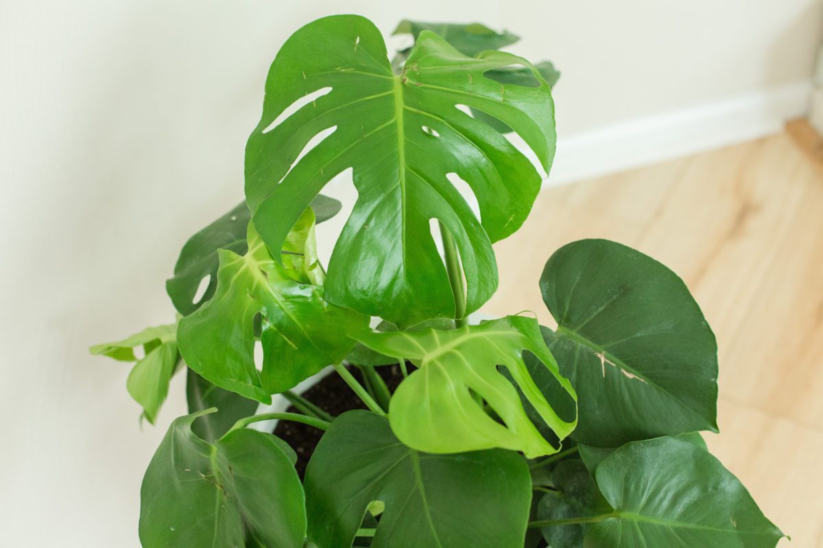 The Best Monstera Moisture Meter How to Use a Moisture Meter to Water