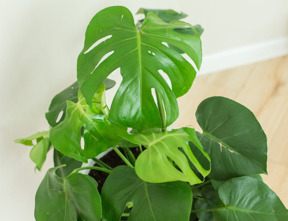 What’s the Difference Between a Monstera and a SplitLeaf Philodendron?