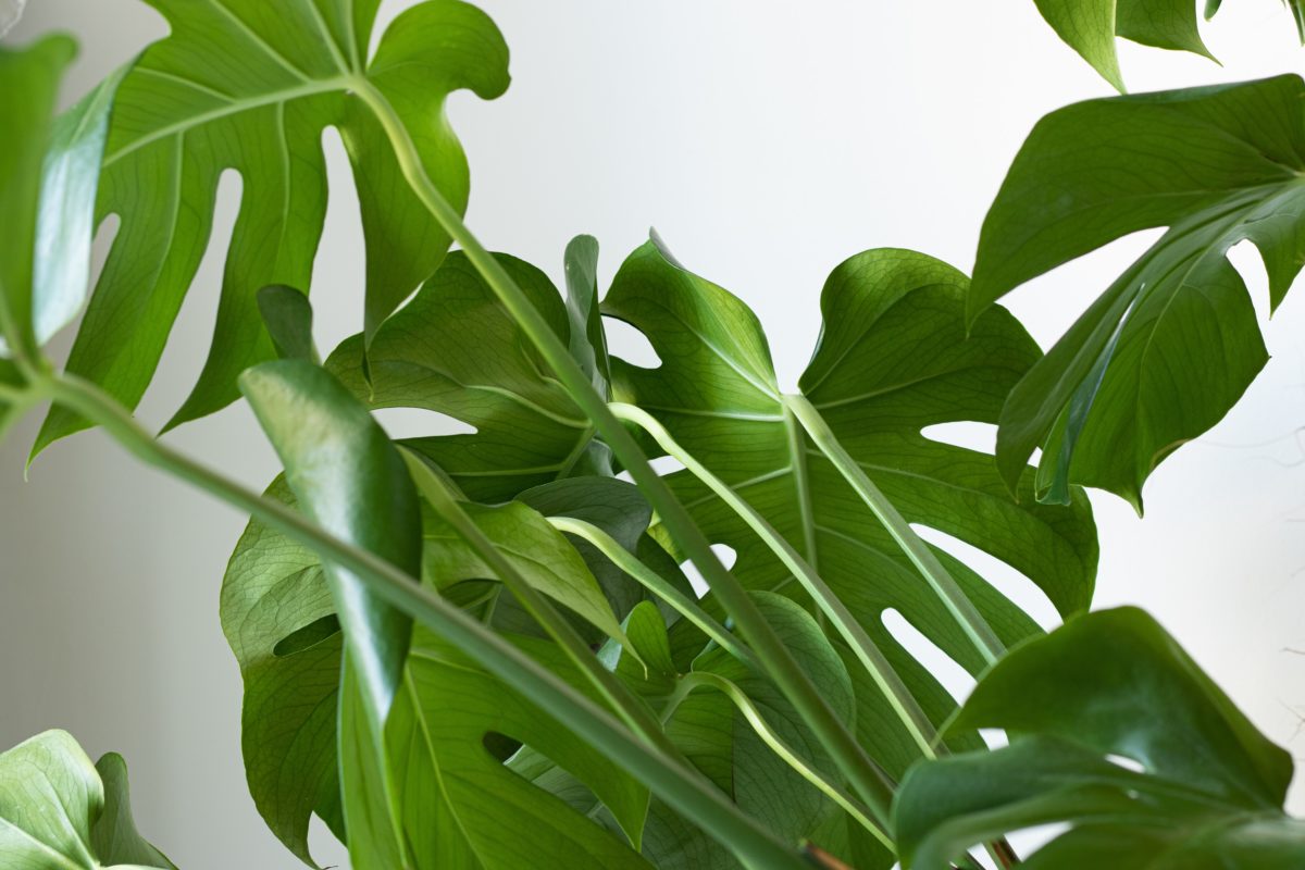 Do Monstera Plants “Cry”? All About Monstera Guttation Monstera Plant
