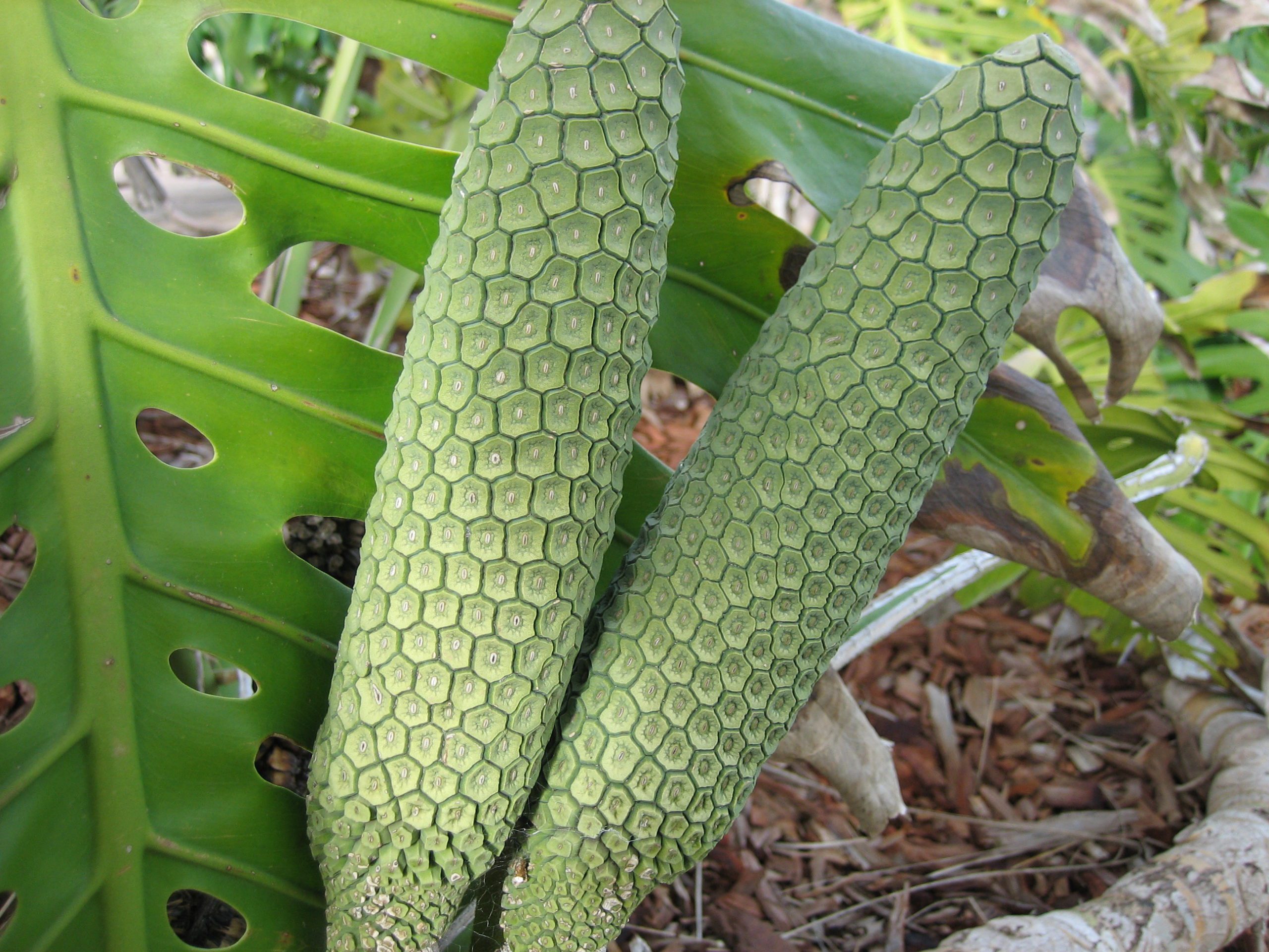 what-to-do-with-monstera-fruit-how-to-prepare-mexican-breadfruit