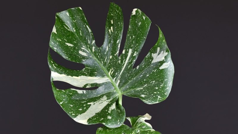 How to Buy and Care for a Thai Constellation Monstera