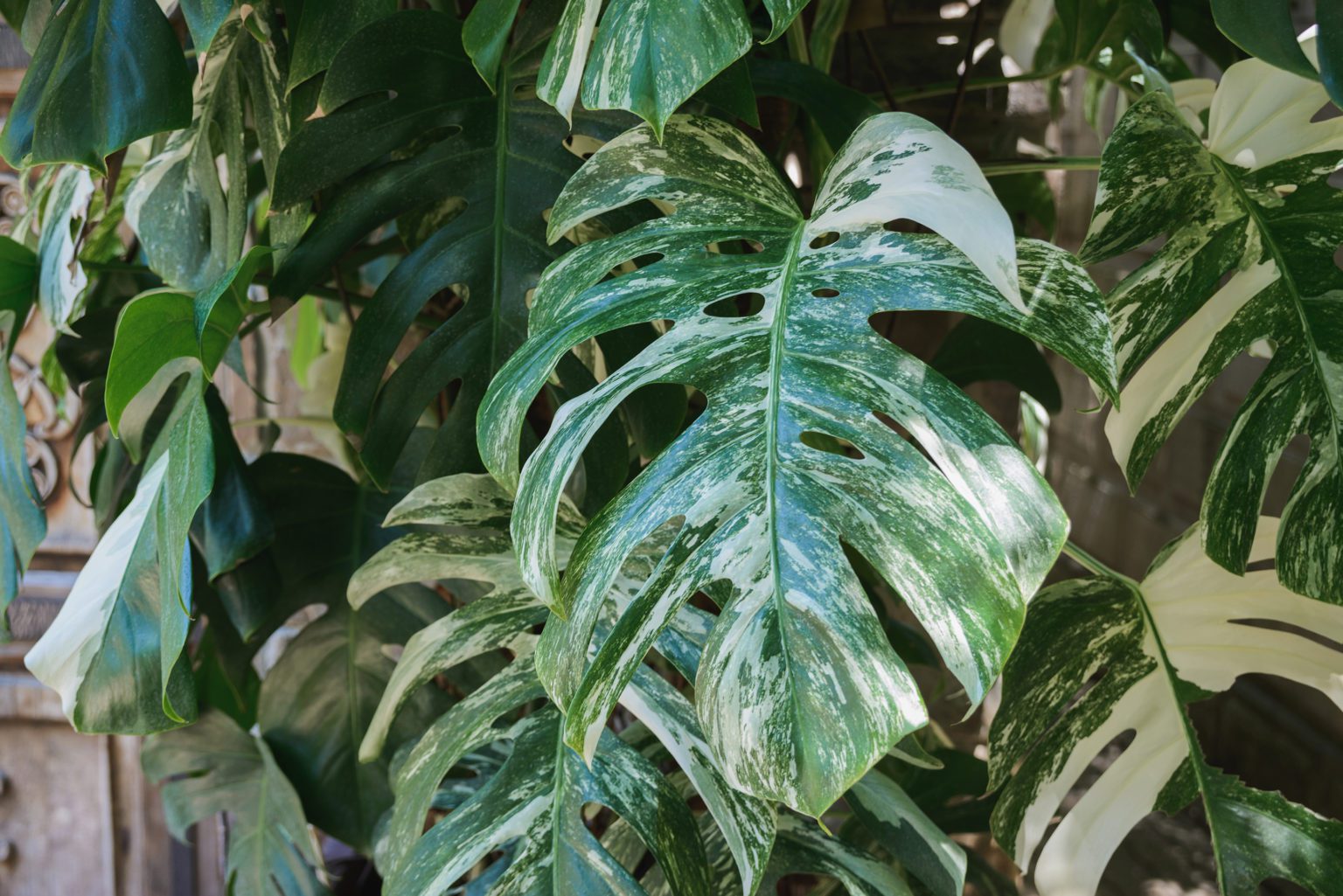 Variegated Monstera & Monstera Plant Resource Center