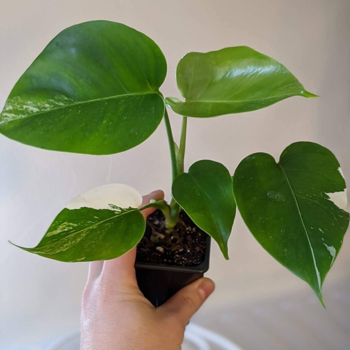 How to Buy and Care for Monstera Borsigiana Monstera Plant Resource