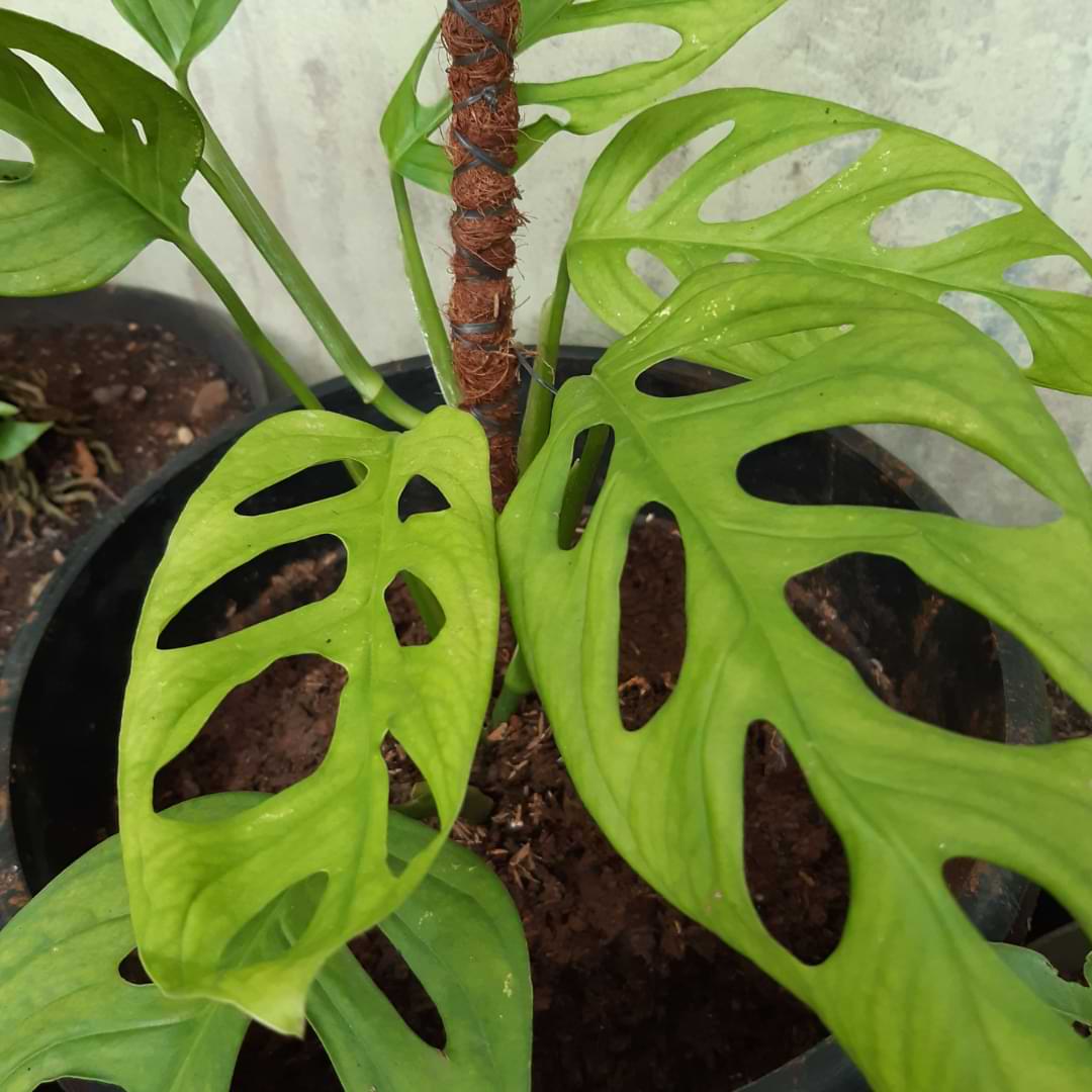 Monstera Leaves Turning Yellow? Here’s Why. Monstera Plant Resource