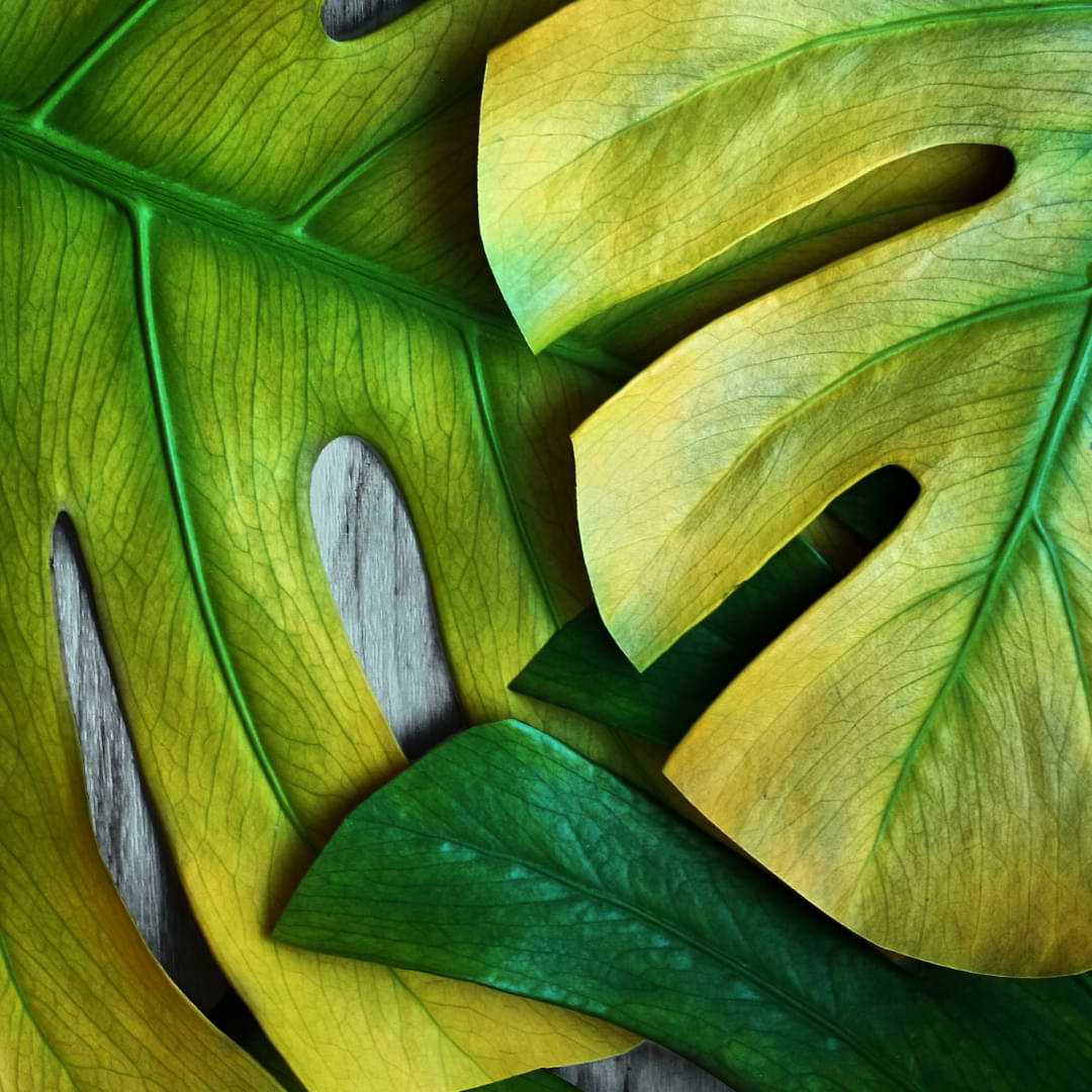 Is Your Monstera Overwatered or Underwatered? | Monstera Resource