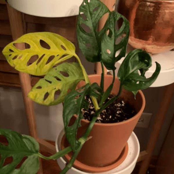 Monstera Leaves Turning Yellow? Here’s Why. Monstera Plant Resource