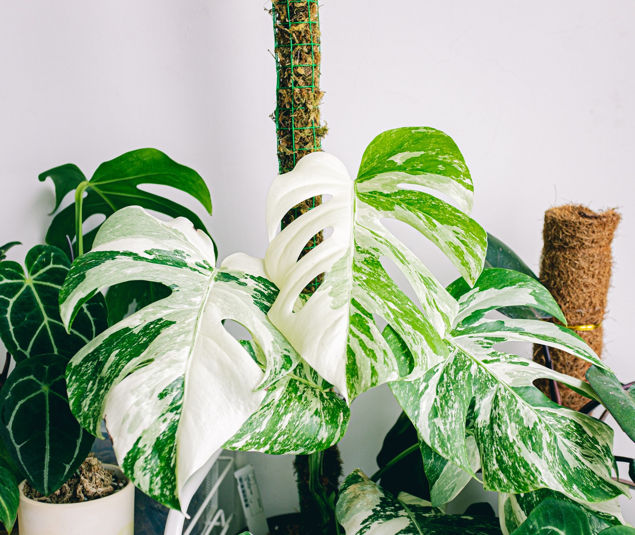 what-ph-level-is-best-for-monstera-plants-monstera-plant-resource