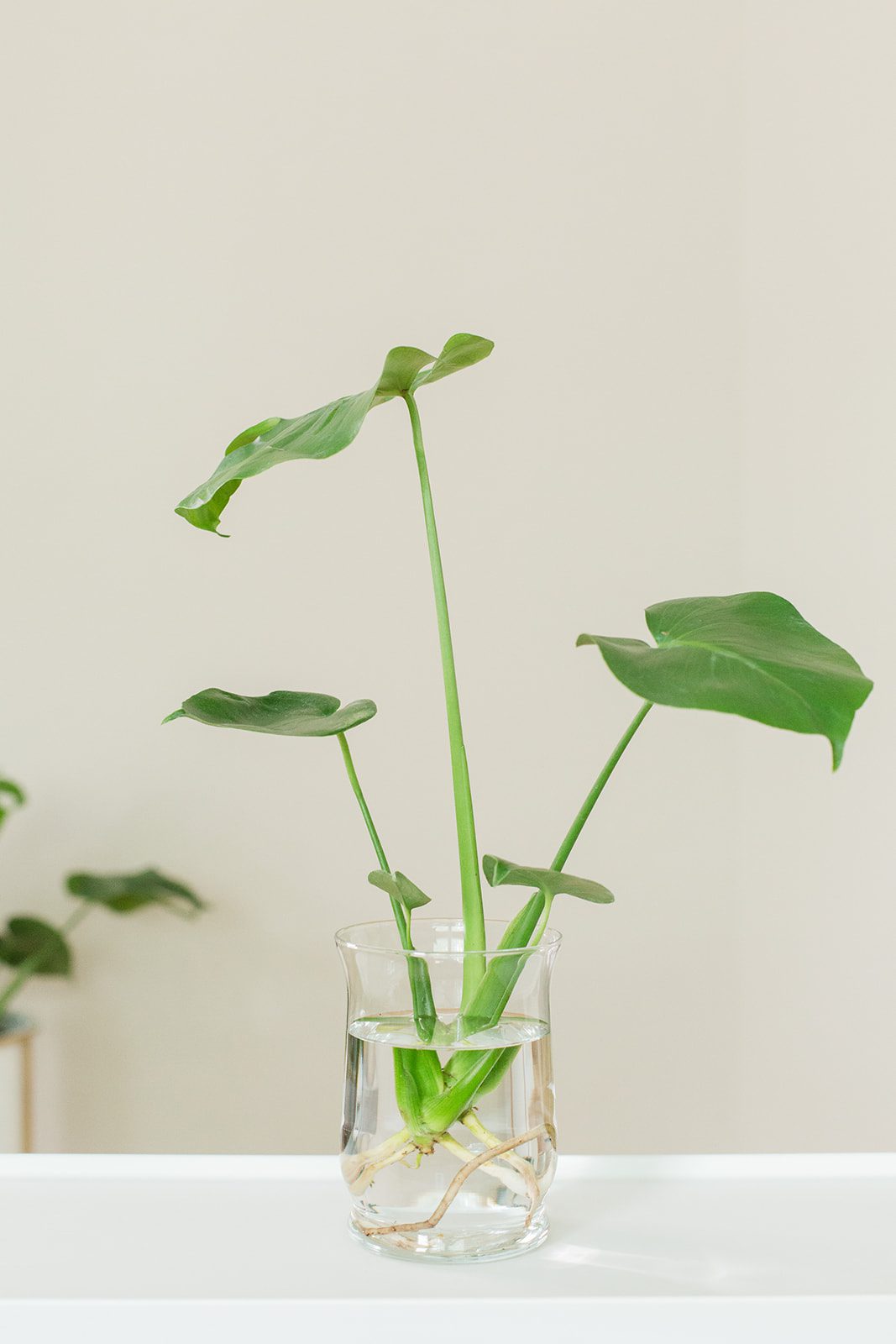 split leaf philodendron roots