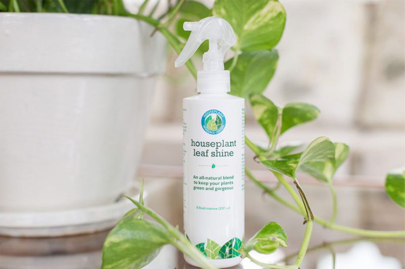 How to Clean Monstera Leaves Cleaner Plants With Leaf Shine