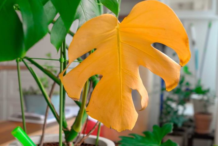 Plant Care & Monstera Plant Resource Center