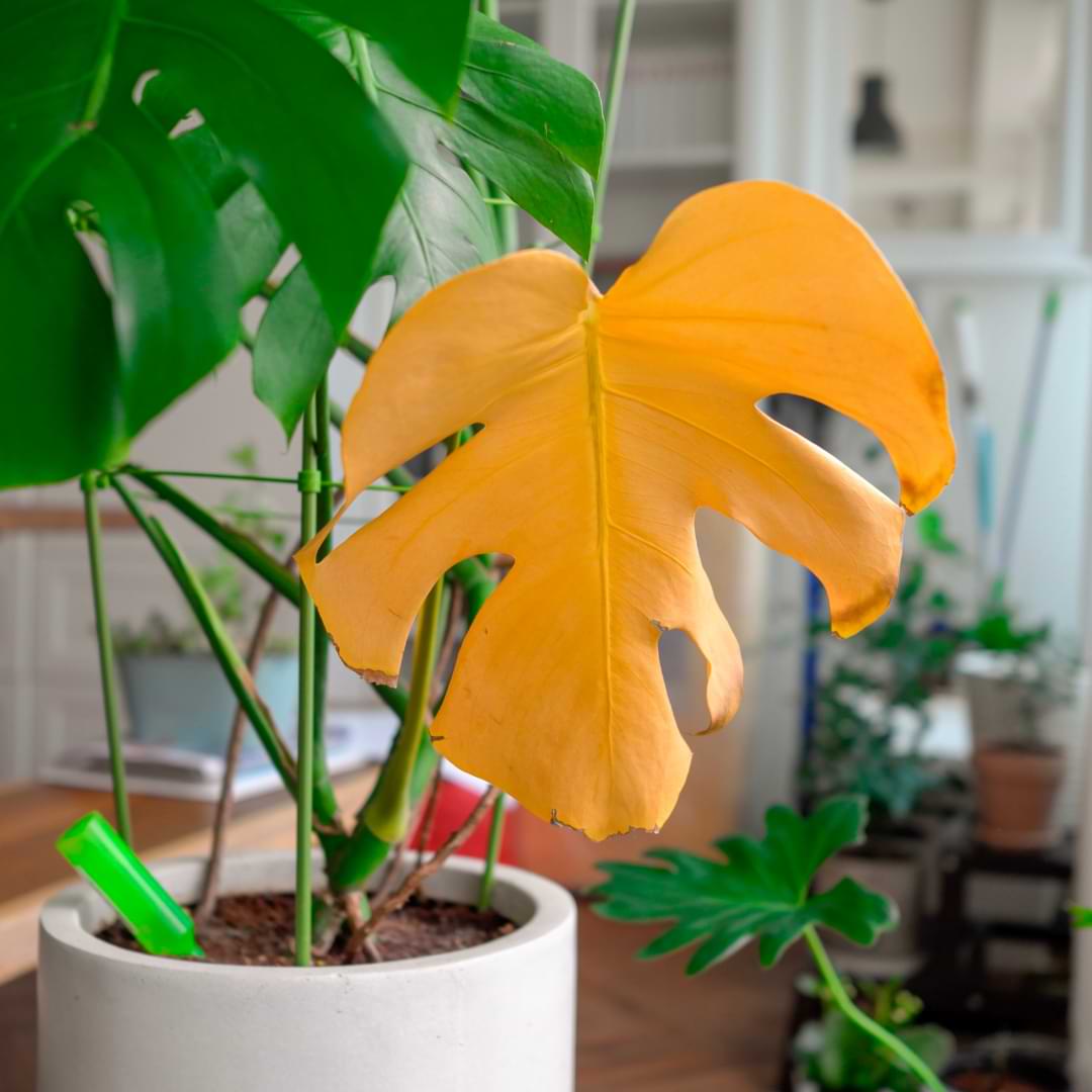 How To Save Yellow Monstera Leaves