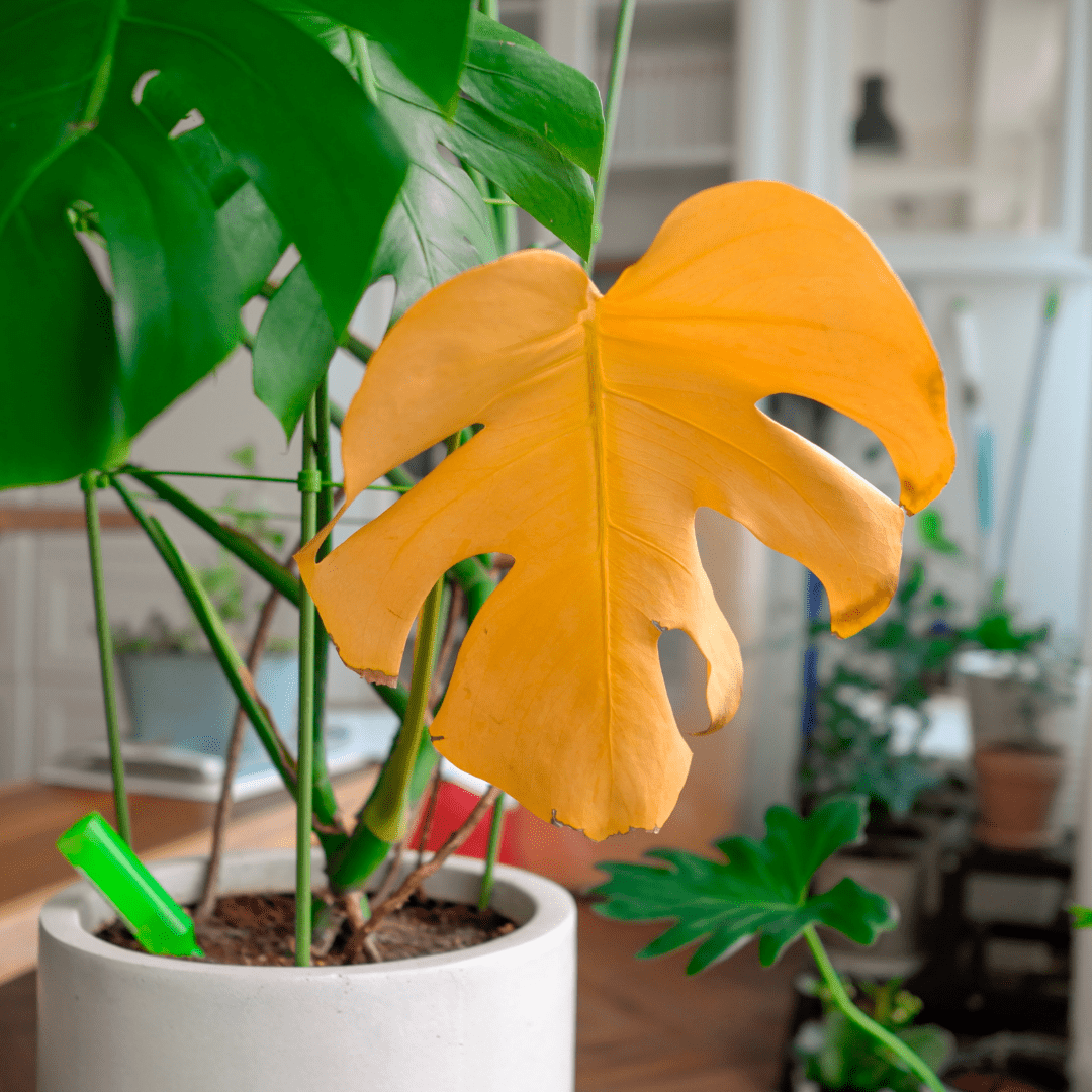 Prečo listy mojej izbovej rastliny žltnú?