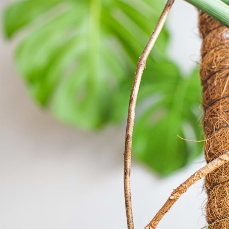 Monstera Plant Care How to Care for Monstera Aerial Roots