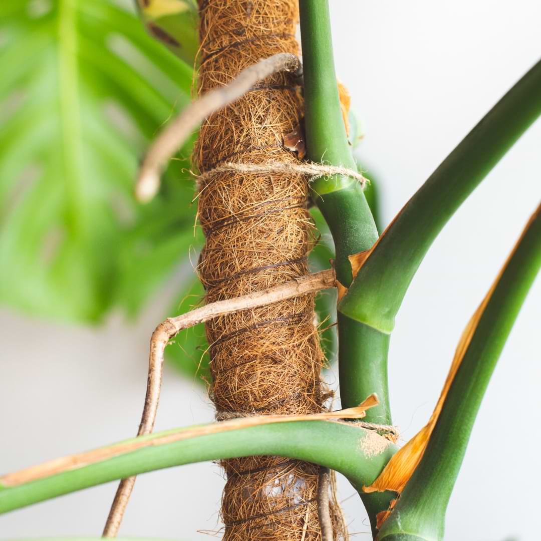 Monstera Plant Care How To Care For Monstera Aerial Roots