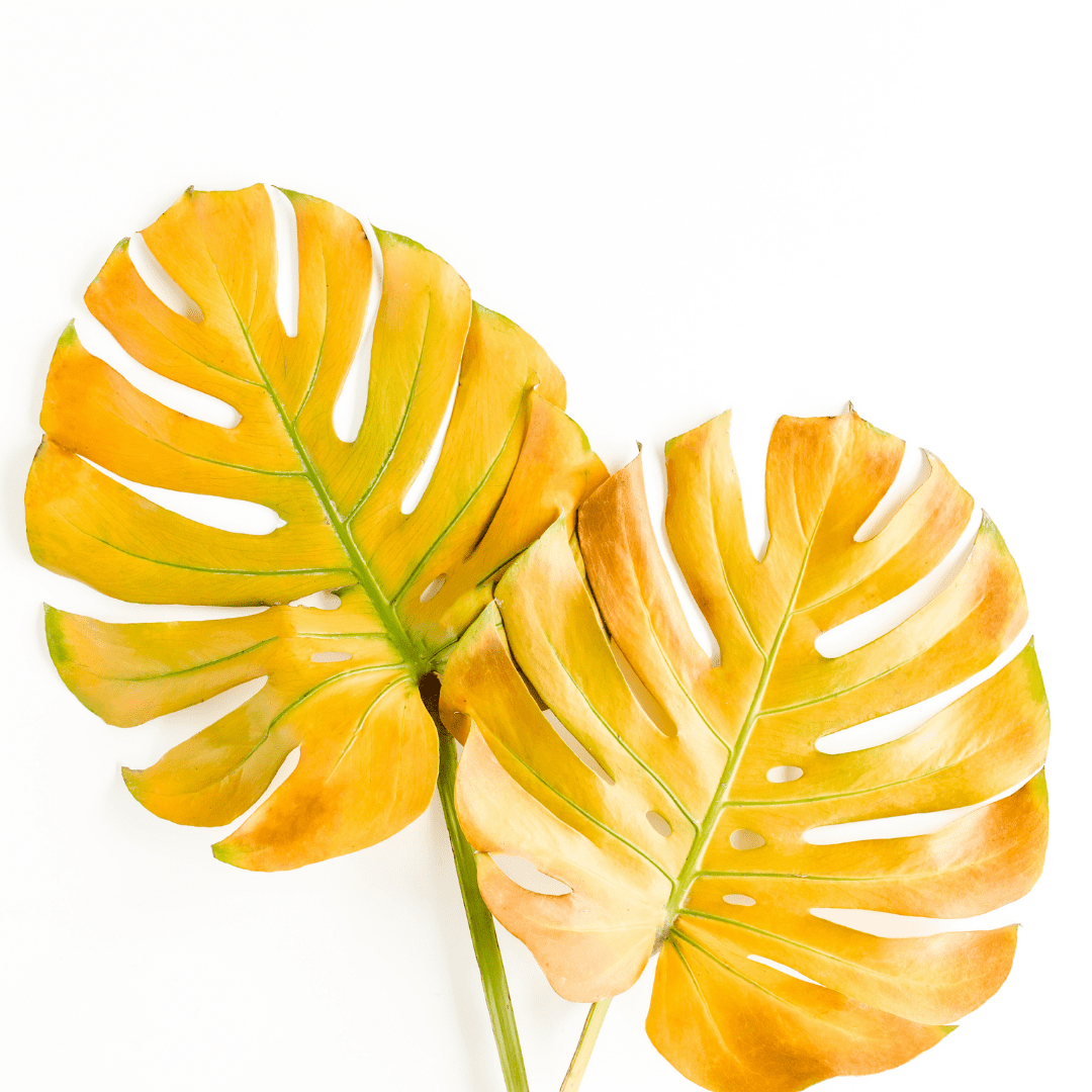 Monstera Deliciosa Yellow Leaves | Here's the Fix