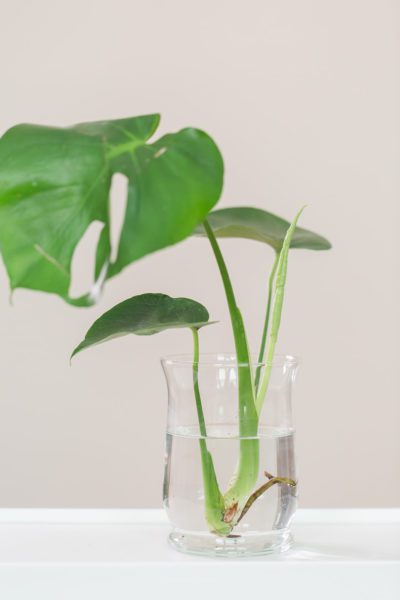 Propagating Monstera Without a Node | Is It Even Possible?