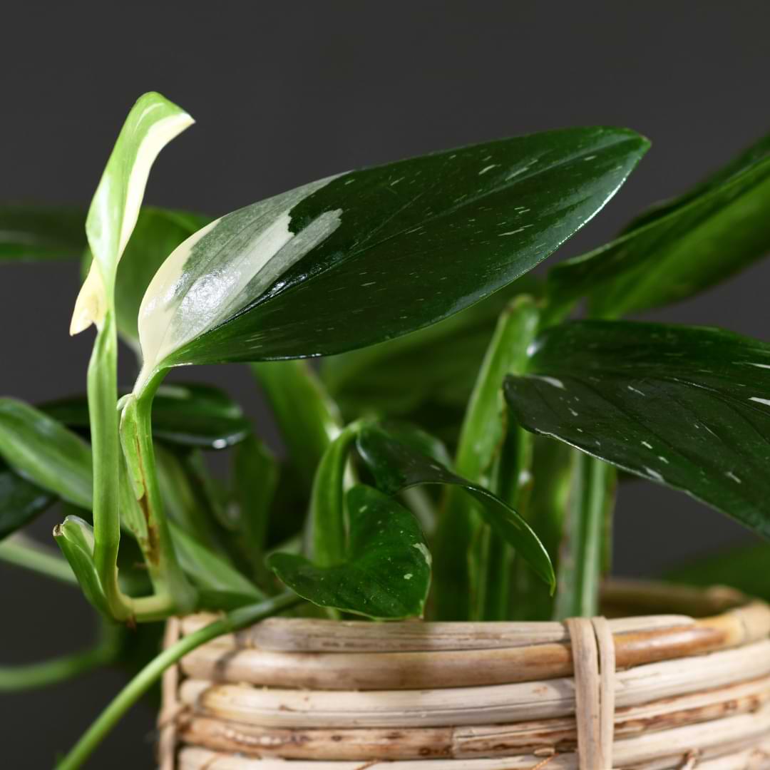 Monstera Standleyana Plant Care Guide   Five Holes Plant