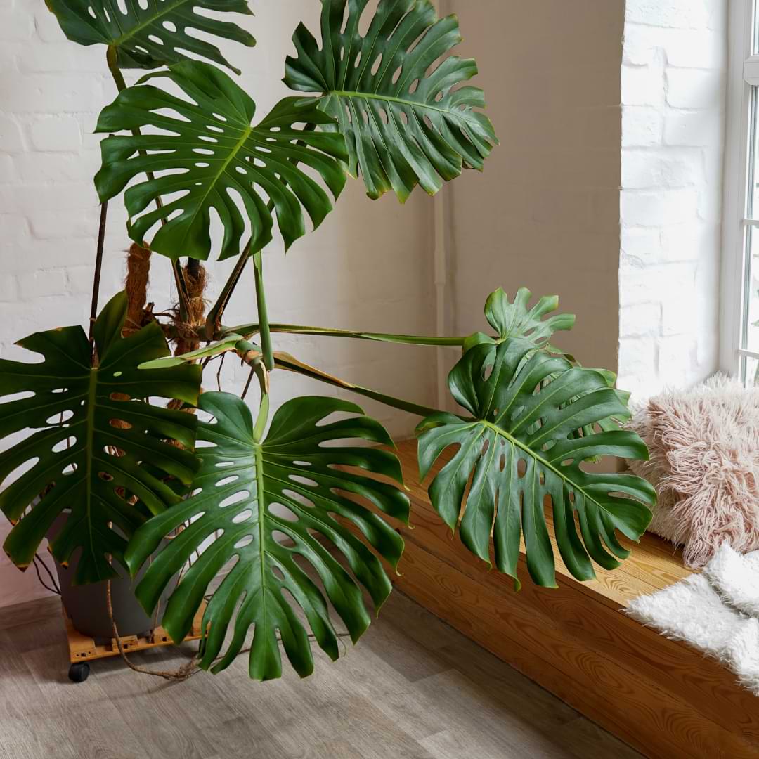 how fast do monsteras grow indoors? - monstera plant resource