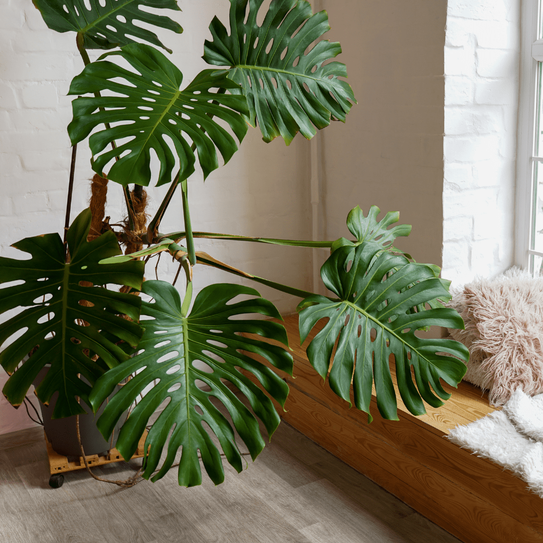 How To Keep A Monstera Plant Upright