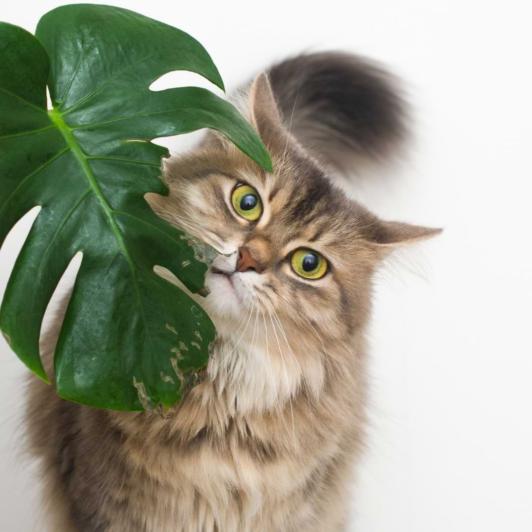 Are Monsteras Toxic To Cats Monstera Plant Resource